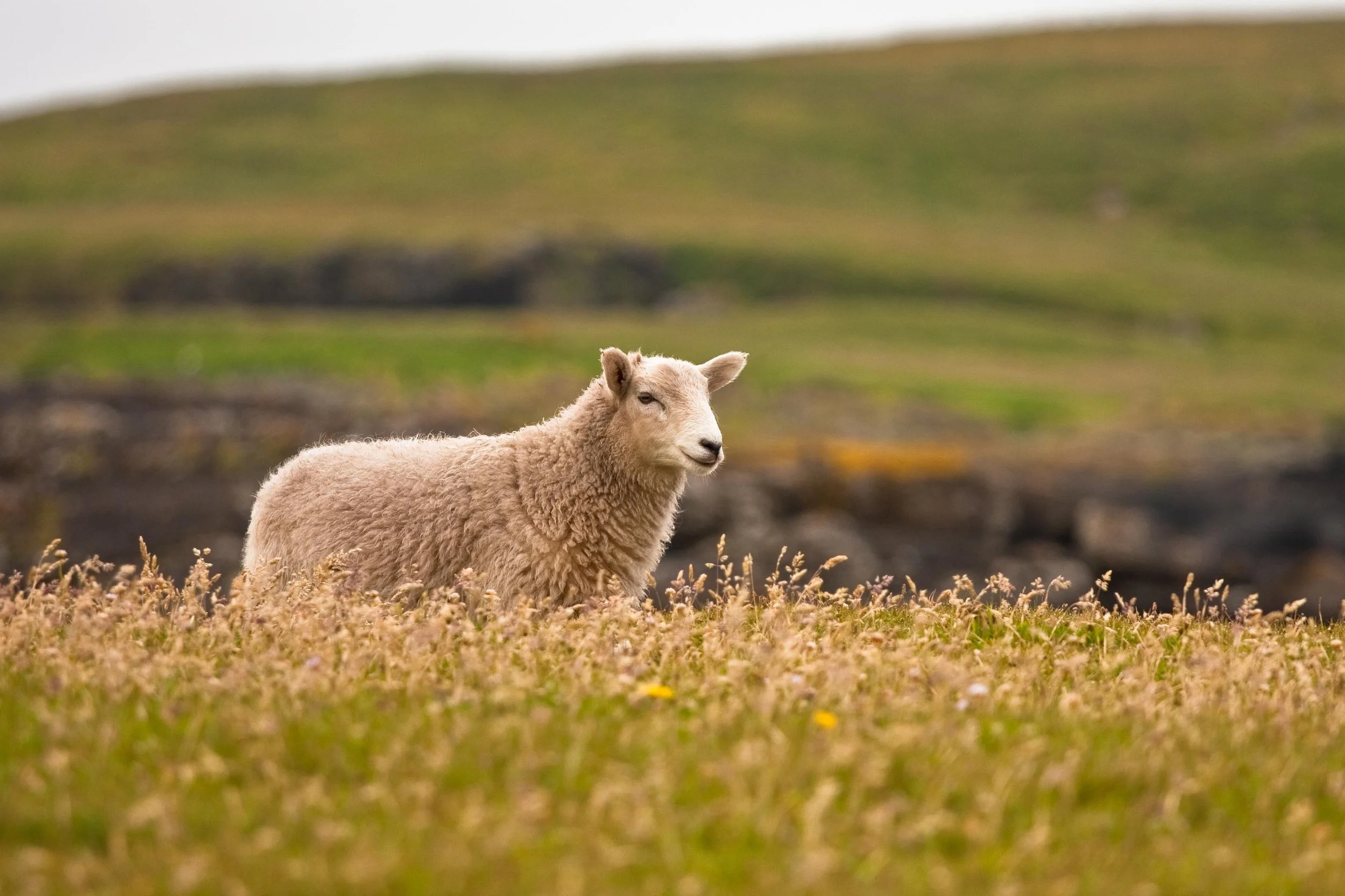Shetland Sheep to Fair Isle Jumpers — Airtask Group